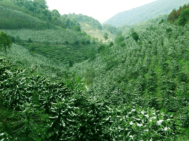 Quy trình kỹ thuật trồng cà phê đạt năng suất cao Mua bán cây giống #40 Quy trình kỹ thuật trồng cà phê đạt năng suất cao Mua bán cây giống